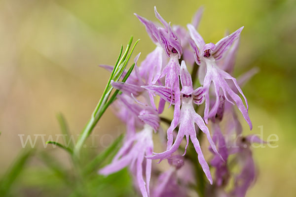 Italienisches Knabenkraut (Orchis italica)