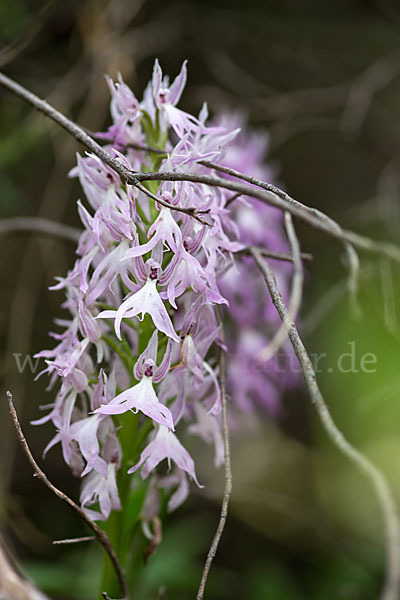 Italienisches Knabenkraut (Orchis italica)