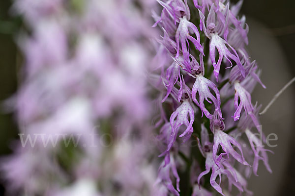 Italienisches Knabenkraut (Orchis italica)