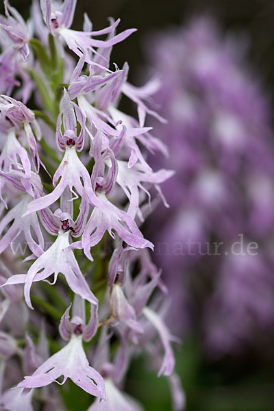 Italienisches Knabenkraut (Orchis italica)