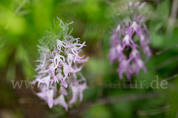 Italienisches Knabenkraut (Orchis italica)