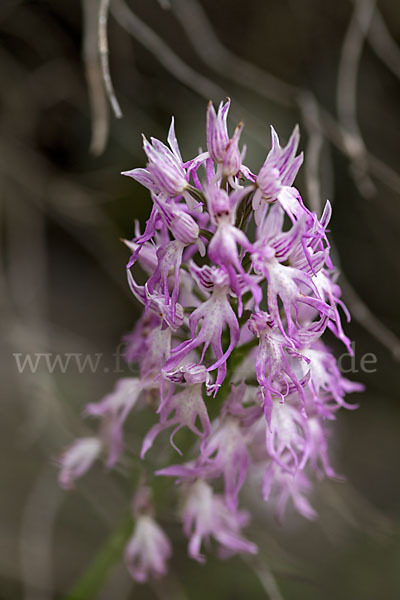 Italienisches Knabenkraut (Orchis italica)