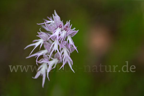 Italienisches Knabenkraut (Orchis italica)