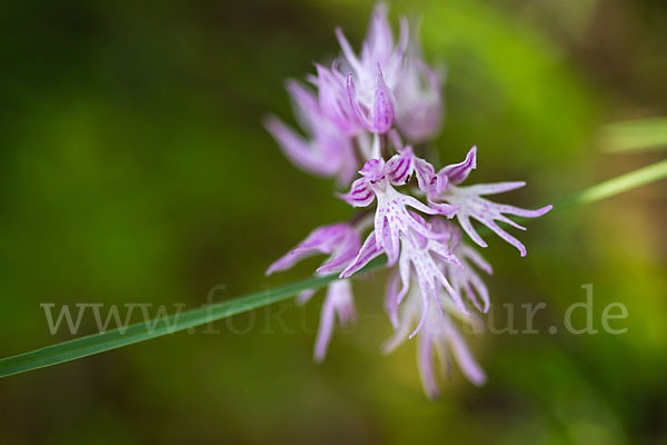 Italienisches Knabenkraut (Orchis italica)