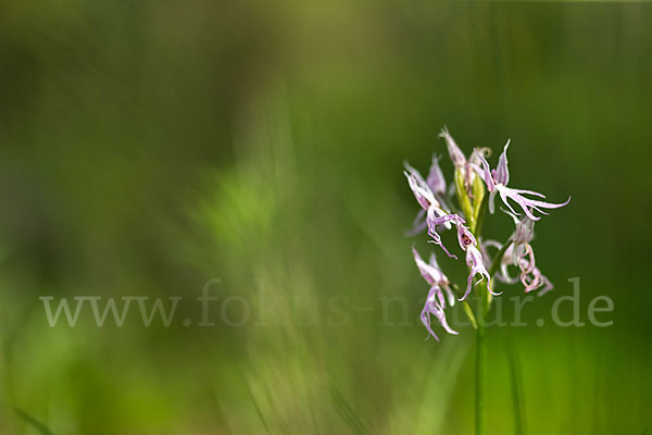 Italienisches Knabenkraut (Orchis italica)