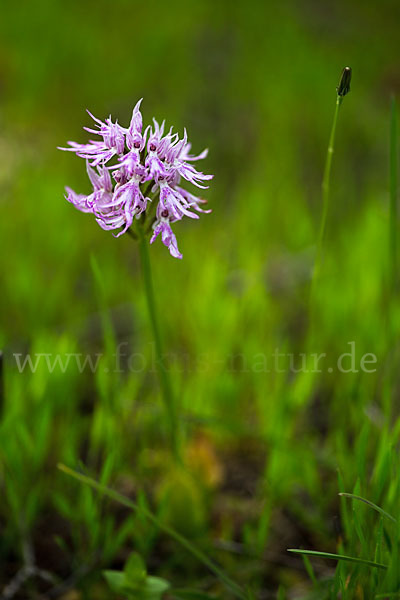 Italienisches Knabenkraut (Orchis italica)