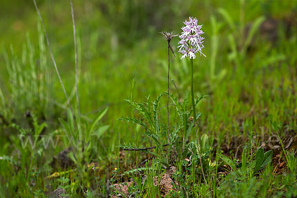 Italienisches Knabenkraut (Orchis italica)