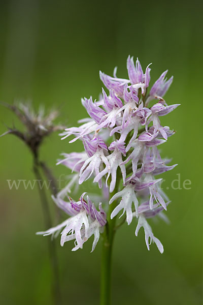 Italienisches Knabenkraut (Orchis italica)