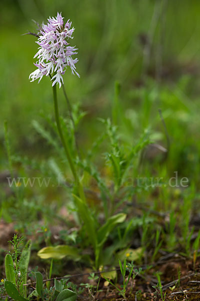 Italienisches Knabenkraut (Orchis italica)