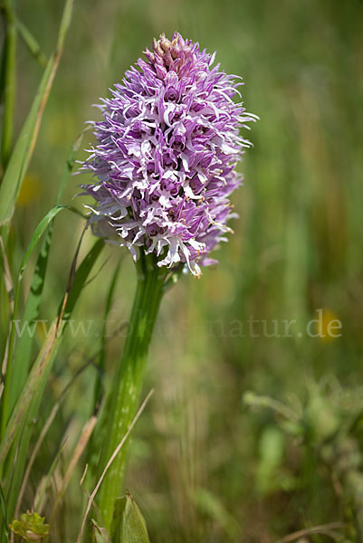 Italienisches Knabenkraut (Orchis italica)