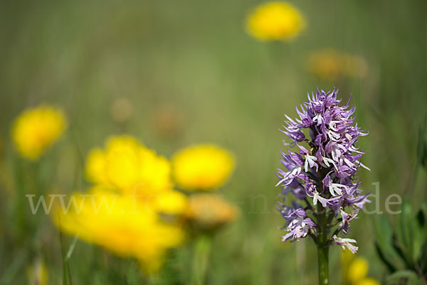 Italienisches Knabenkraut (Orchis italica)