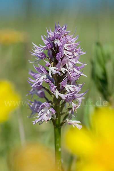 Italienisches Knabenkraut (Orchis italica)