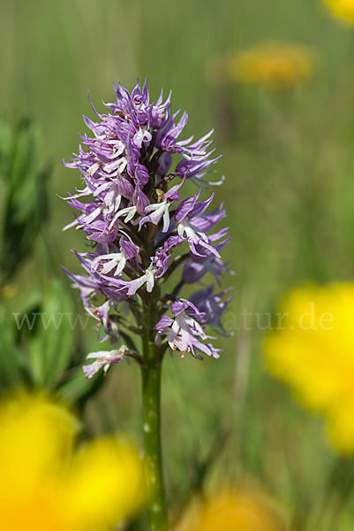 Italienisches Knabenkraut (Orchis italica)