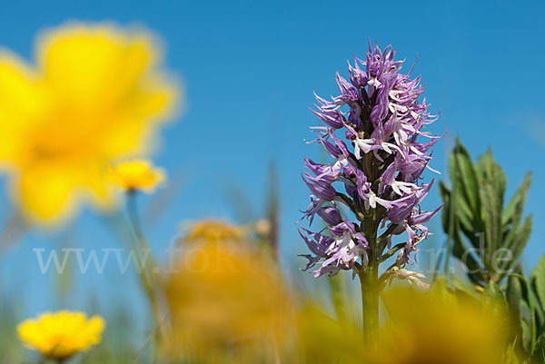 Italienisches Knabenkraut (Orchis italica)