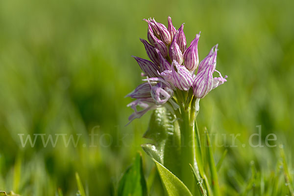 Italienisches Knabenkraut (Orchis italica)