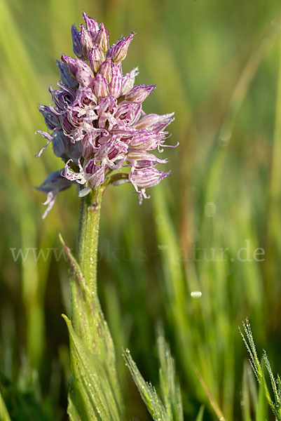 Italienisches Knabenkraut (Orchis italica)