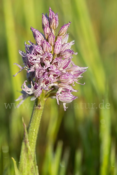 Italienisches Knabenkraut (Orchis italica)