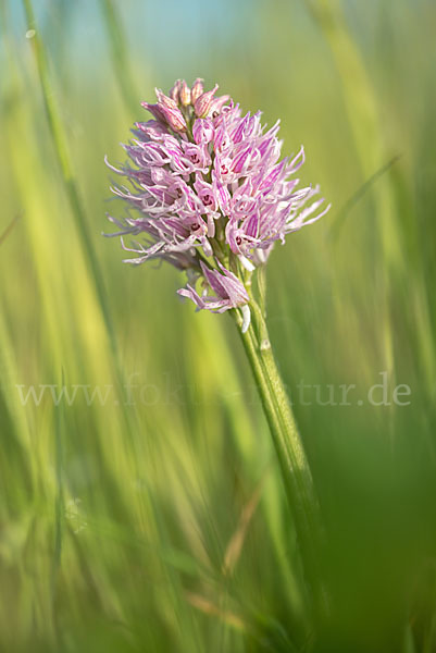 Italienisches Knabenkraut (Orchis italica)