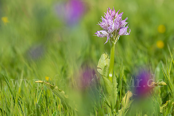 Italienisches Knabenkraut (Orchis italica)