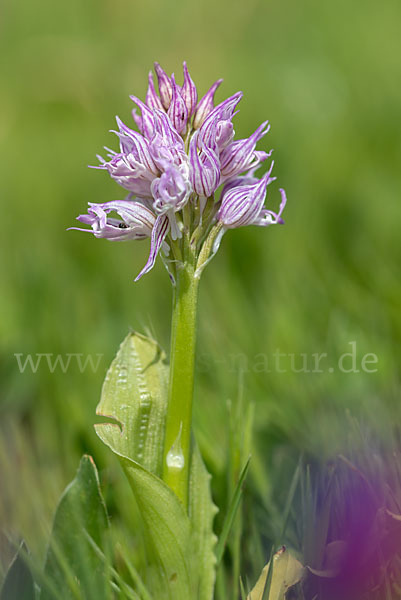 Italienisches Knabenkraut (Orchis italica)