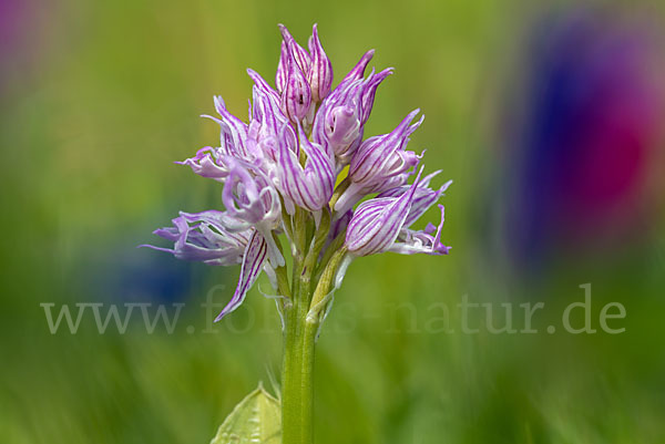 Italienisches Knabenkraut (Orchis italica)