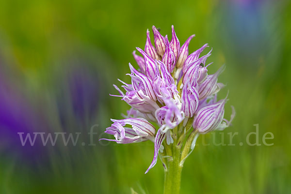 Italienisches Knabenkraut (Orchis italica)