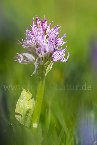 Italienisches Knabenkraut (Orchis italica)