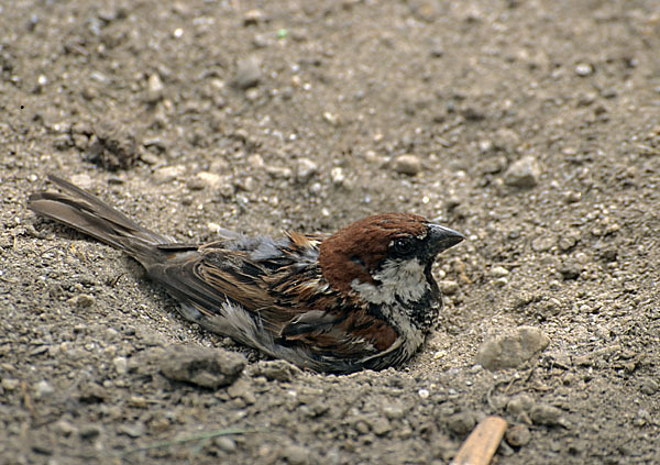 Italiensperling (Passer hispaniolensis italiae)