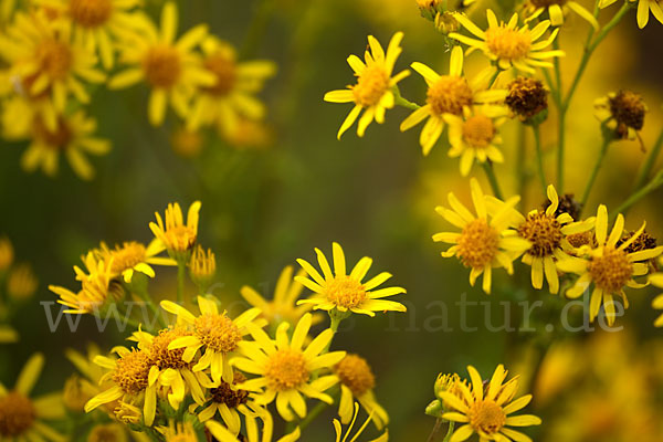 Jakobs-Greiskraut (Senecio jacobaea)