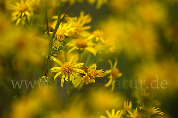 Jakobs-Greiskraut (Senecio jacobaea)