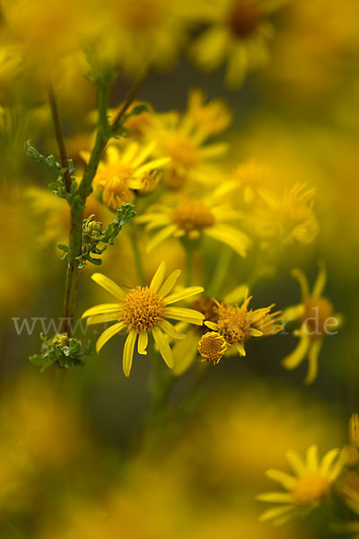 Jakobs-Greiskraut (Senecio jacobaea)