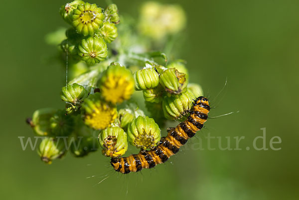 Jakobskrautbär (Tyria jacobaeae)