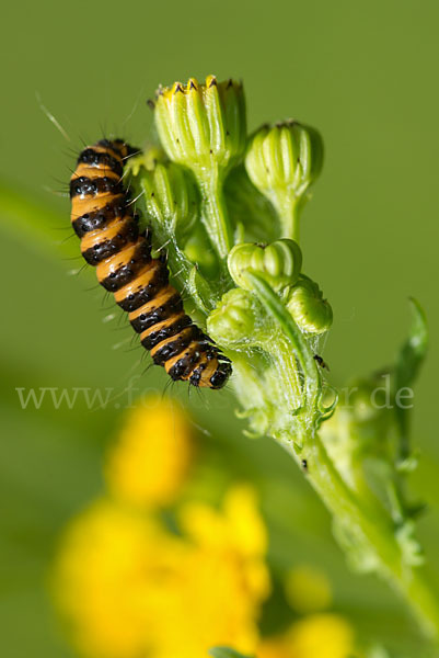 Jakobskrautbär (Tyria jacobaeae)