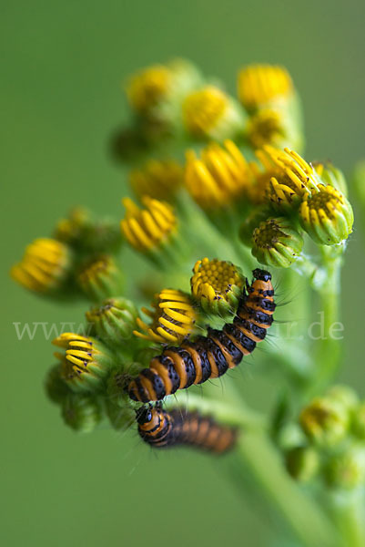 Jakobskrautbär (Tyria jacobaeae)