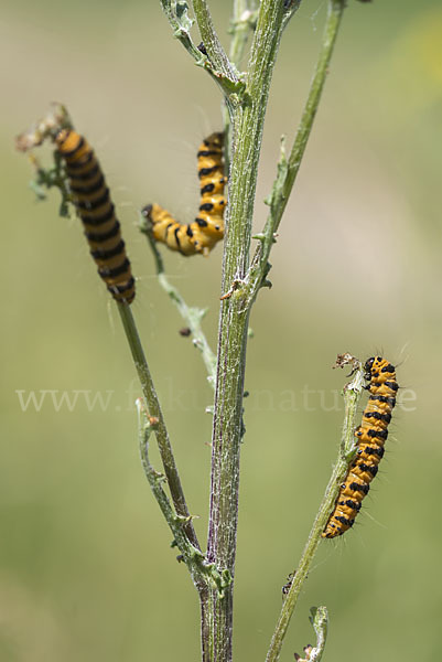 Jakobskrautbär (Tyria jacobaeae)