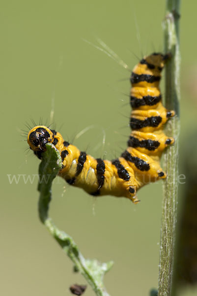 Jakobskrautbär (Tyria jacobaeae)