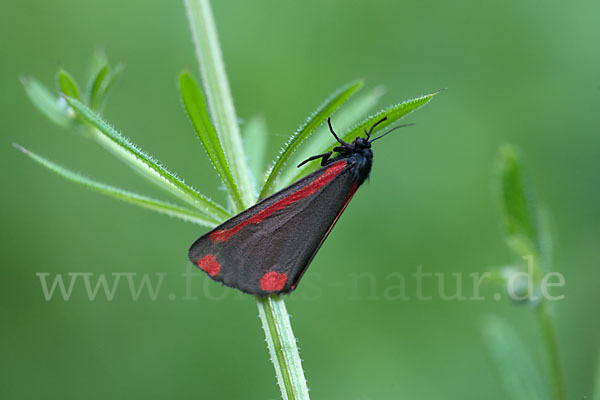 Jakobskrautbär (Tyria jacobaeae)