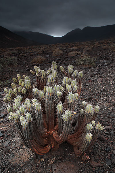 Jandia-Wolfsmilch (Euphorbia handiensis)