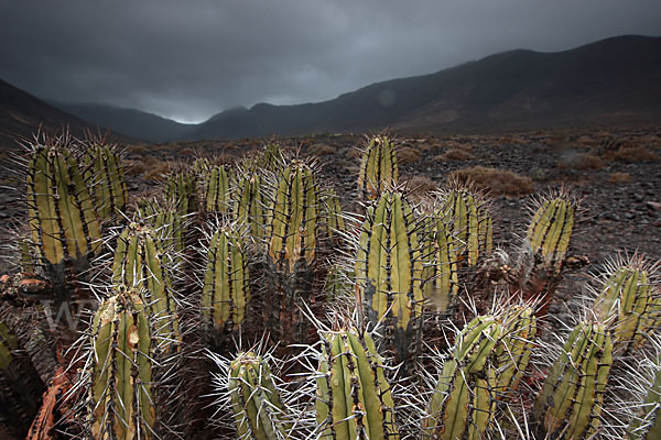 Jandia-Wolfsmilch (Euphorbia handiensis)