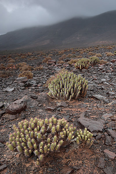Jandia-Wolfsmilch (Euphorbia handiensis)