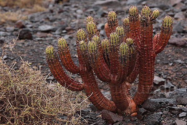 Jandia-Wolfsmilch (Euphorbia handiensis)