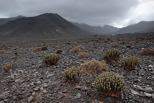 Jandia-Wolfsmilch (Euphorbia handiensis)