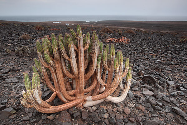 Jandia-Wolfsmilch (Euphorbia handiensis)