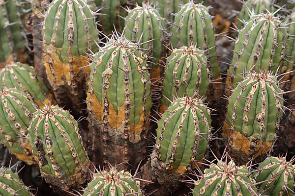 Jandia-Wolfsmilch (Euphorbia handiensis)