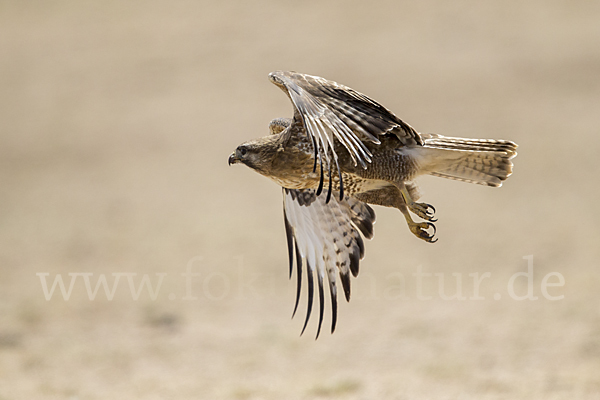 Japanbussard (Buteo japonicus)