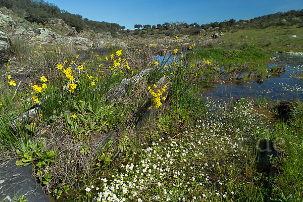 Jonquille (Narcissus jonquilla)