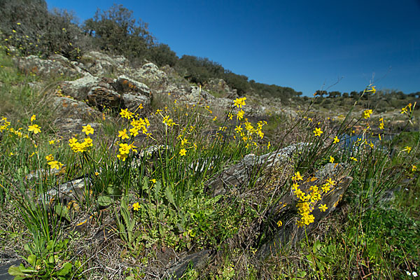 Jonquille (Narcissus jonquilla)