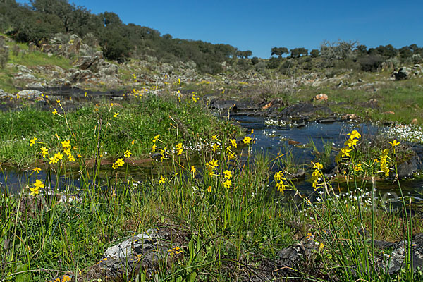 Jonquille (Narcissus jonquilla)