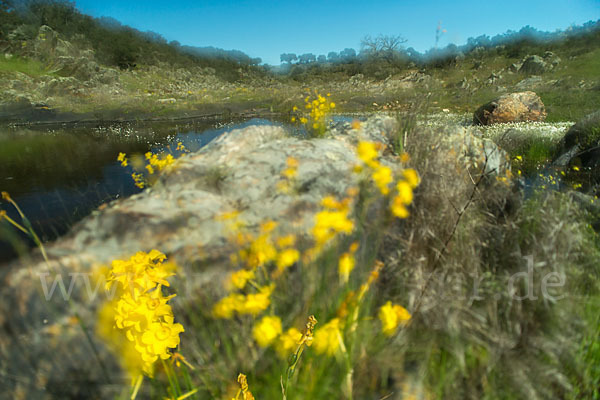 Jonquille (Narcissus jonquilla)