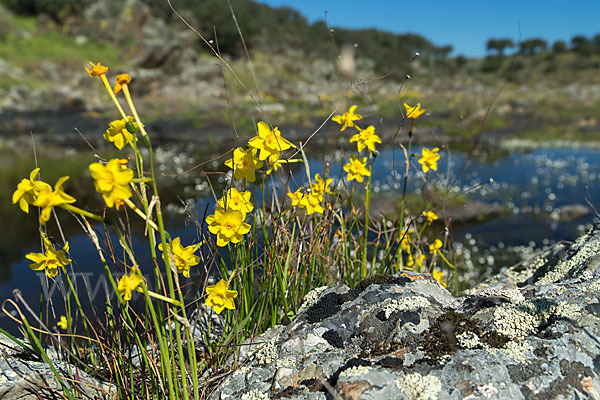 Jonquille (Narcissus jonquilla)